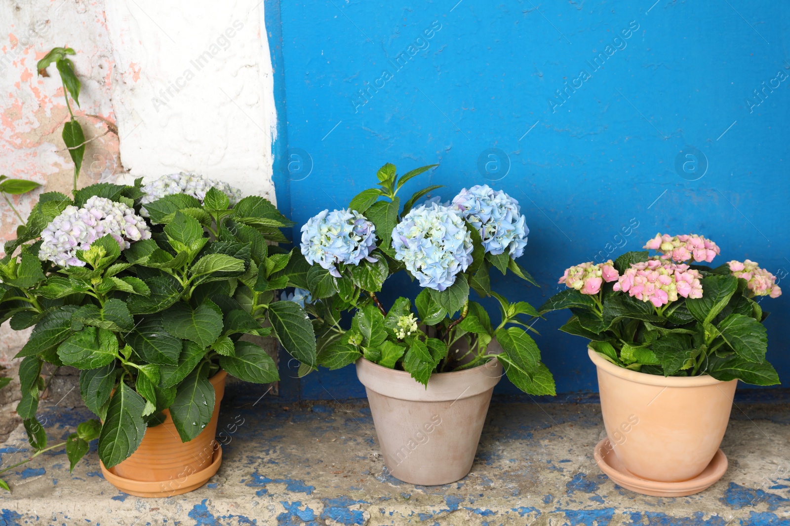 Photo of Beautiful blooming hortensia plants in pots outdoors. Space for text