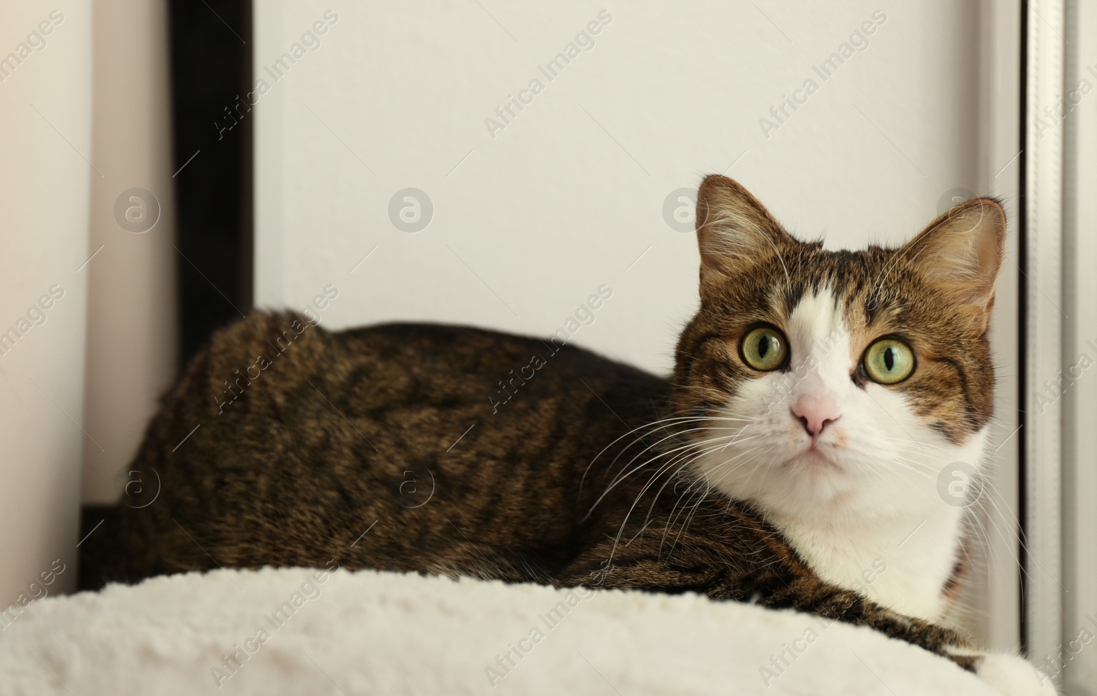 Photo of Cute cat on soft pillow at home. Adorable pet