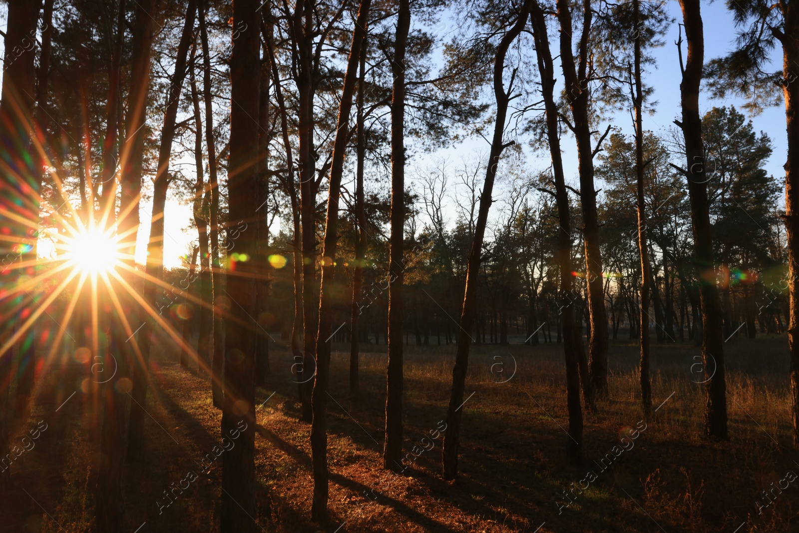 Photo of Beautiful view of sun shining through trees in conifer forest at sunset