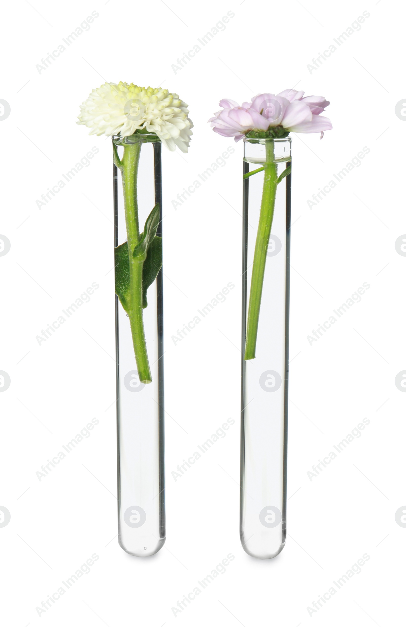 Photo of Different flowers in test tubes on white background