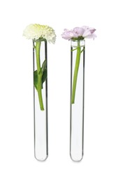 Different flowers in test tubes on white background