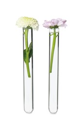 Photo of Different flowers in test tubes on white background