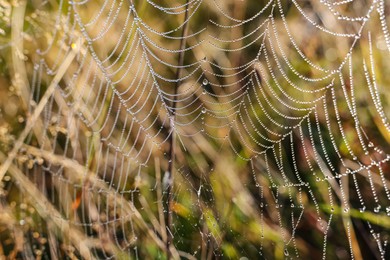 Beautiful cobweb with dew drops on grass in morning, closeup