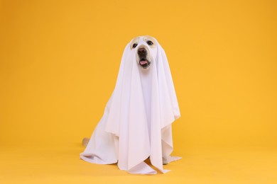 Photo of Cute Labrador Retriever dog wearing ghost costume on orange background. Halloween celebration