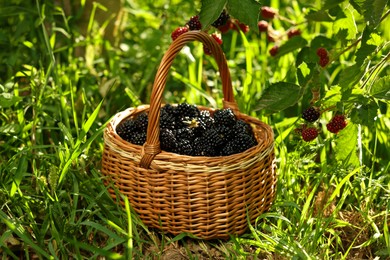 Wicker basket with ripe blackberries on green grass outdoors