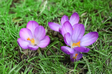 Photo of Beautiful purple crocus flowers growing in garden