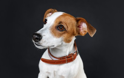 Photo of Adorable Jack Russell terrier with collar on black background