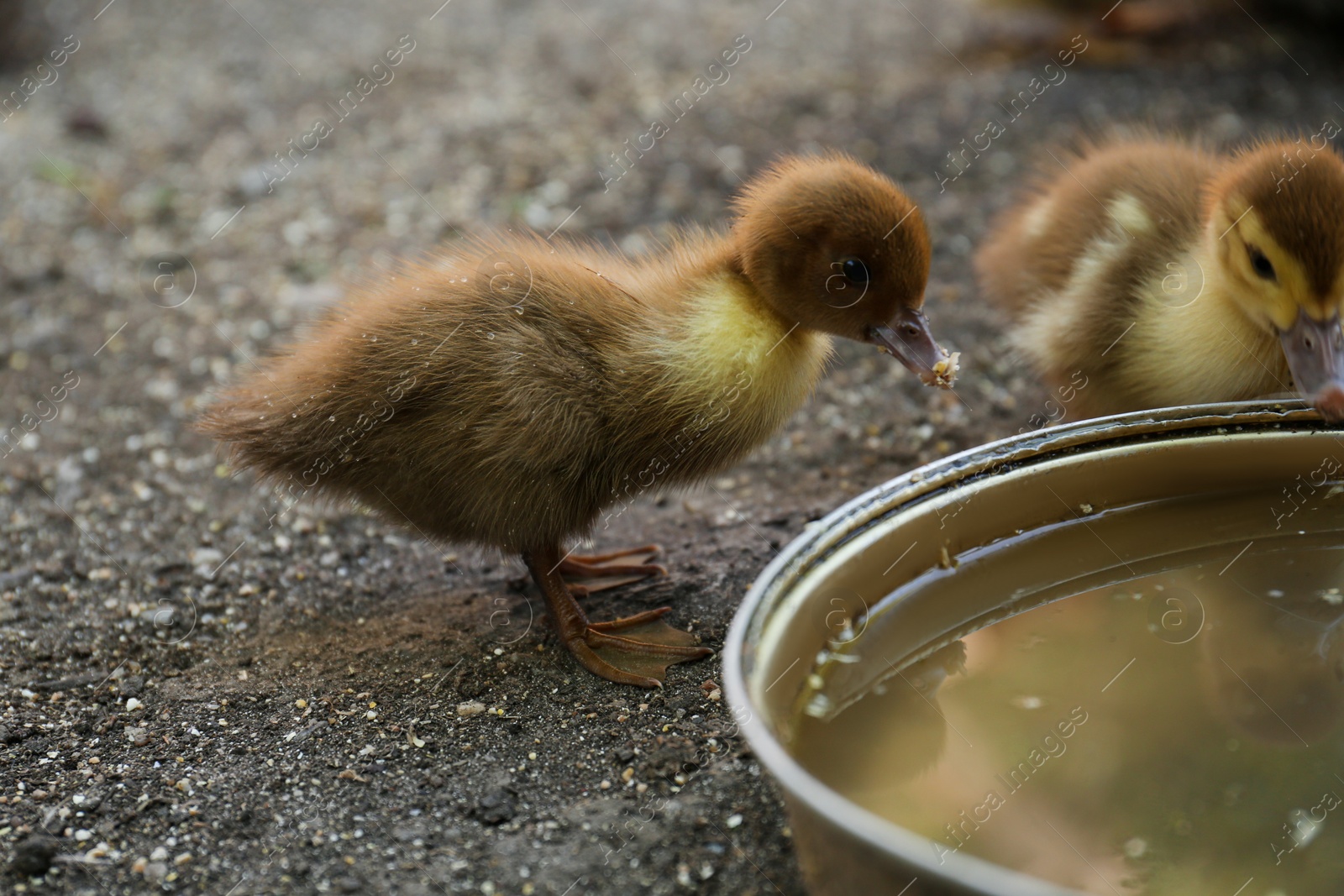 Photo of Cute fluffy ducklings near bowl of water in farmyard