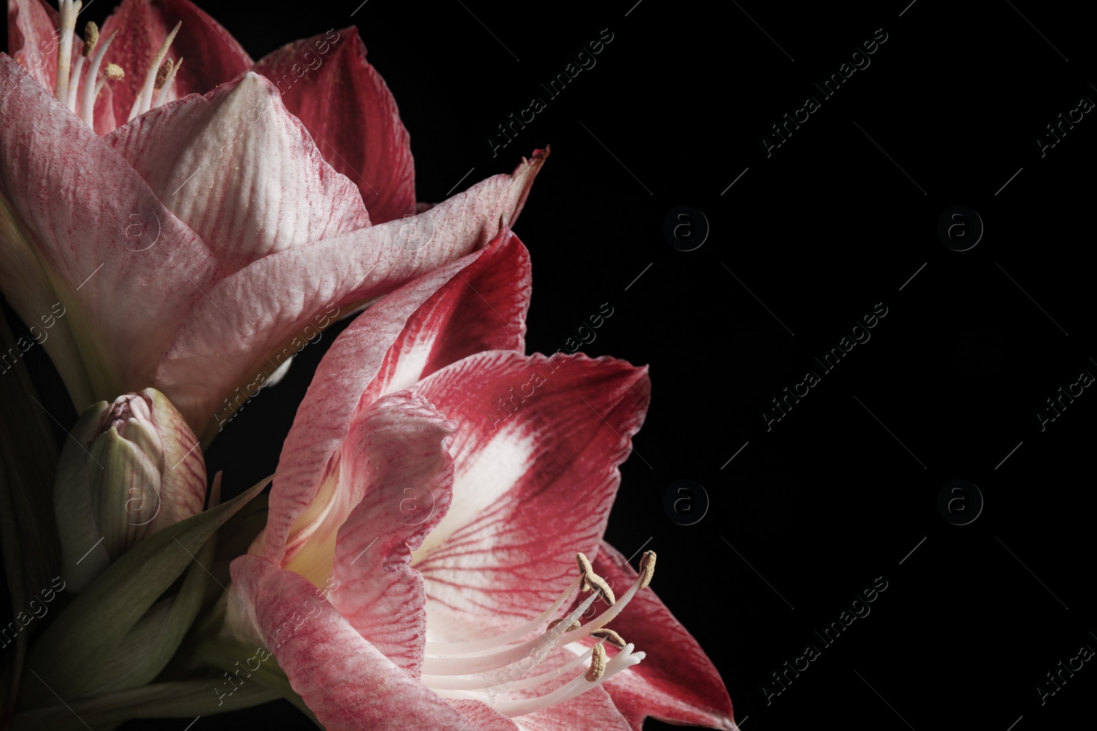 Photo of Beautiful fresh amaryllis on black background, closeup. Floral card design with dark vintage effect