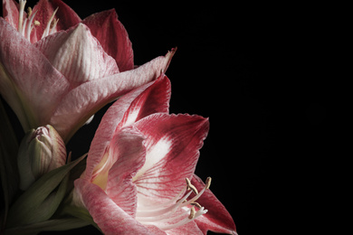 Beautiful fresh amaryllis on black background, closeup. Floral card design with dark vintage effect