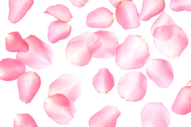 Photo of Fresh pink rose petals on white background, top view