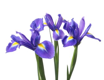 Photo of Beautiful violet iris flowers isolated on white