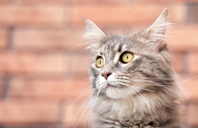 Photo of Adorable Maine Coon cat at home. Space for text