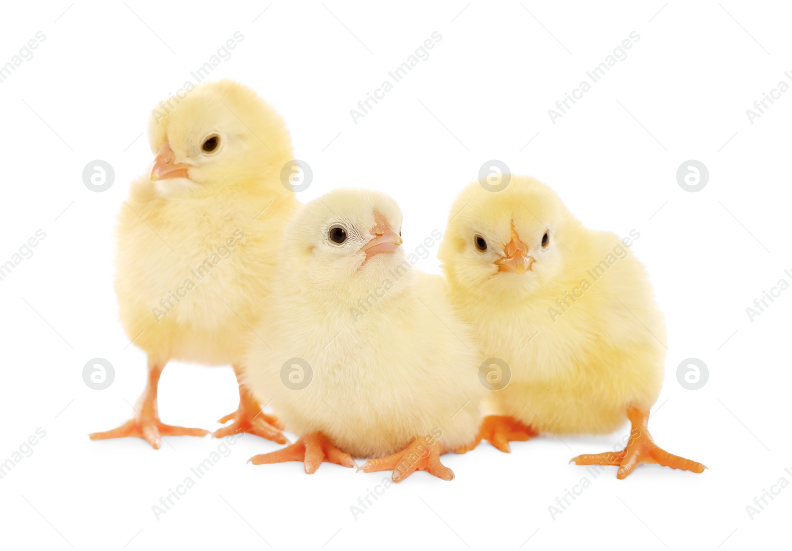 Photo of Three cute fluffy chickens on white background