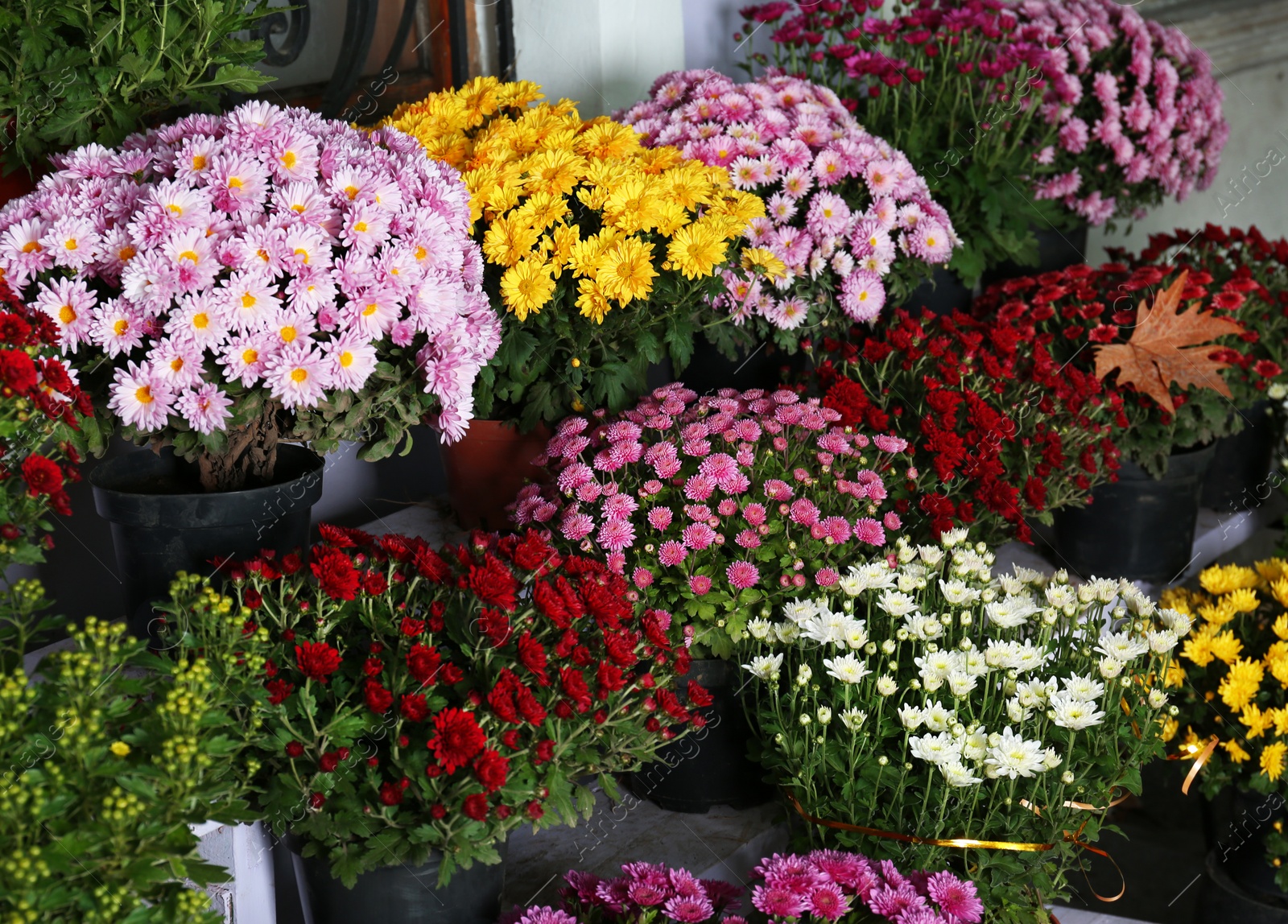 Photo of View of fresh beautiful colorful chrysanthemum flowers