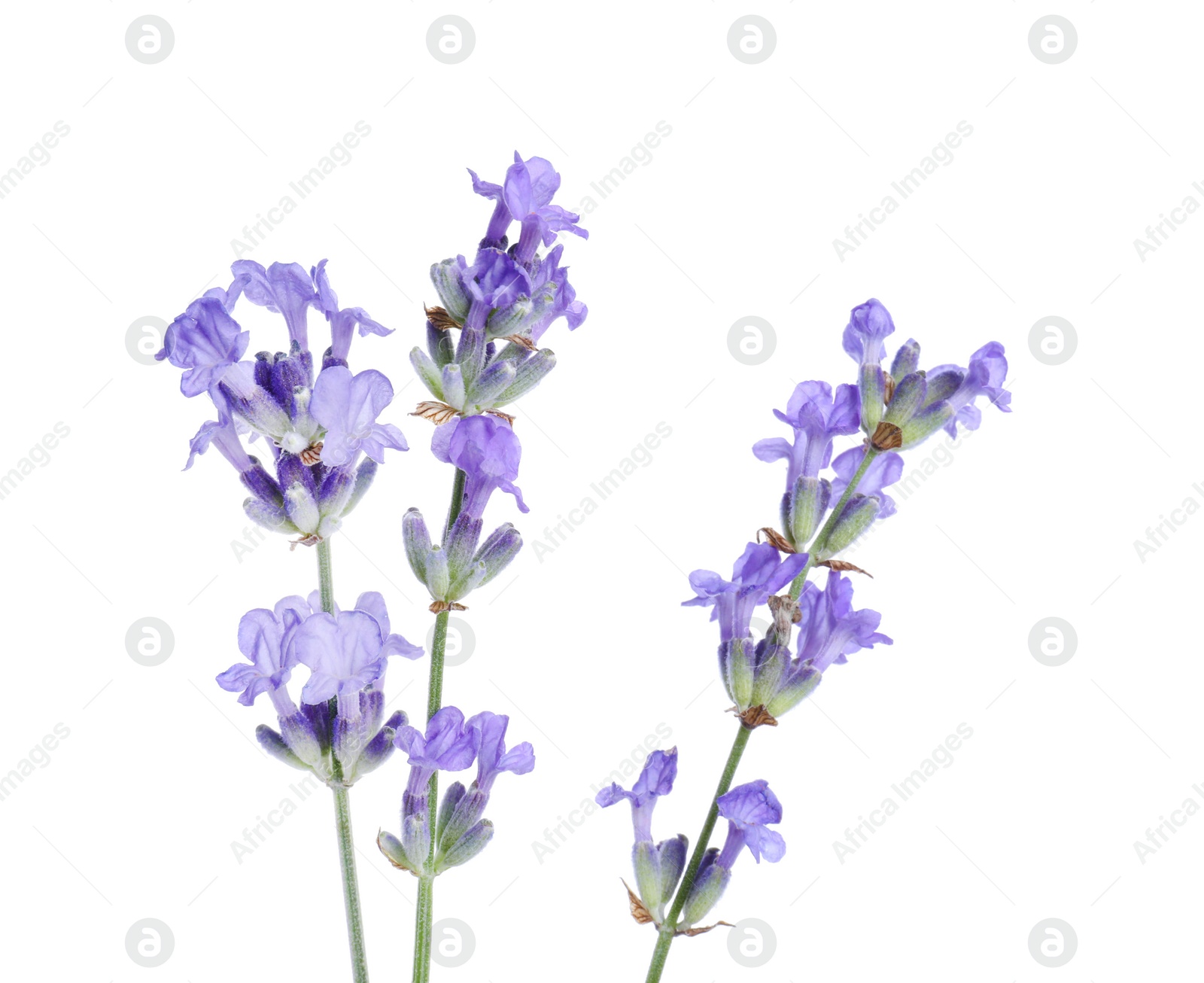 Photo of Beautiful blooming lavender flowers isolated on white