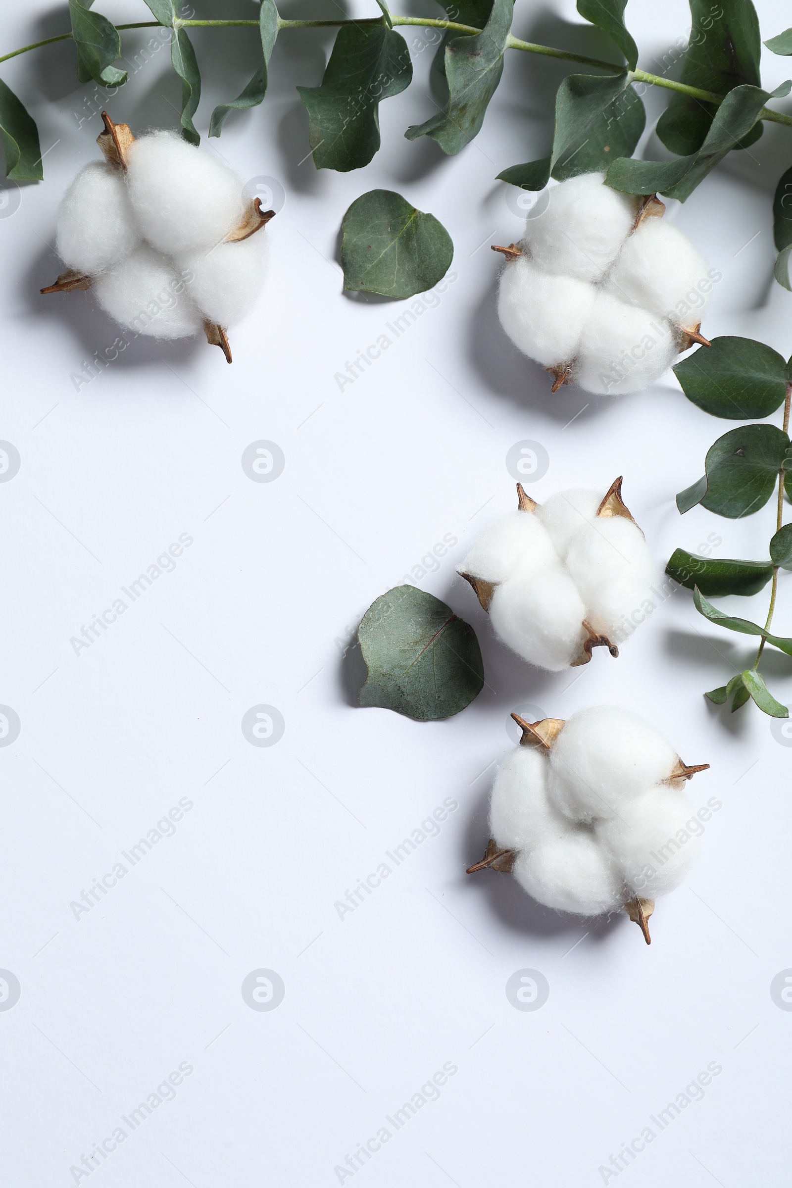 Photo of Fluffy cotton flowers and eucalyptus leaves on white background, flat lay. Space for text