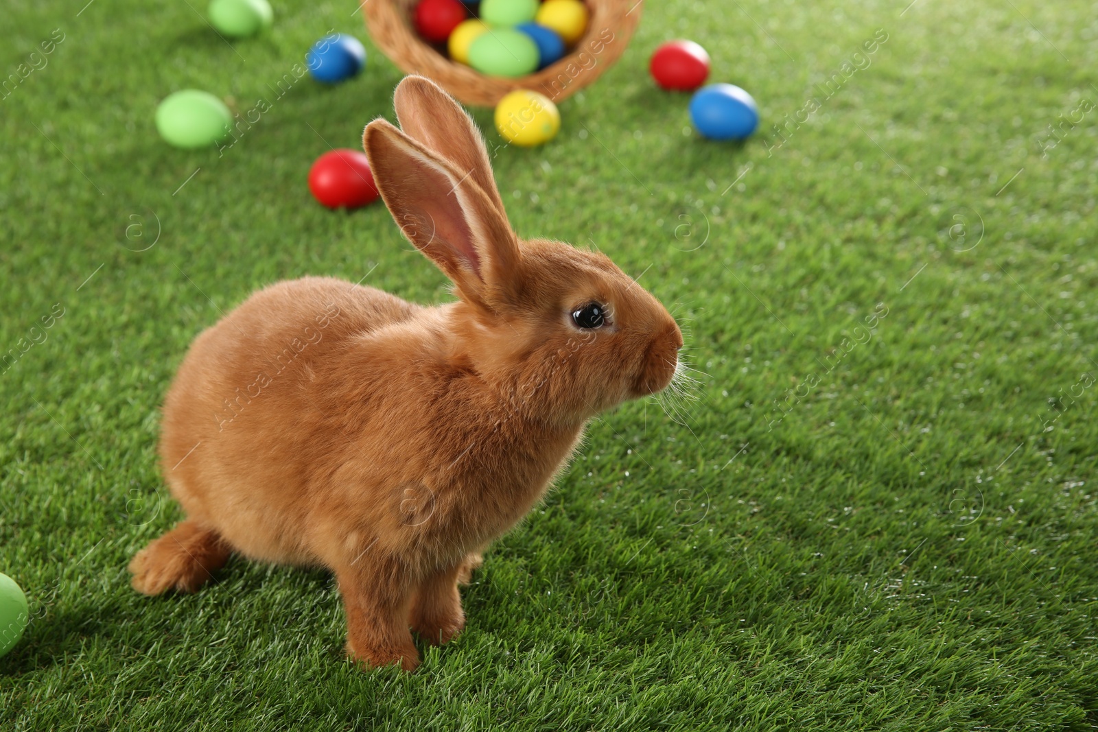 Photo of Cute bunny and Easter eggs on green grass