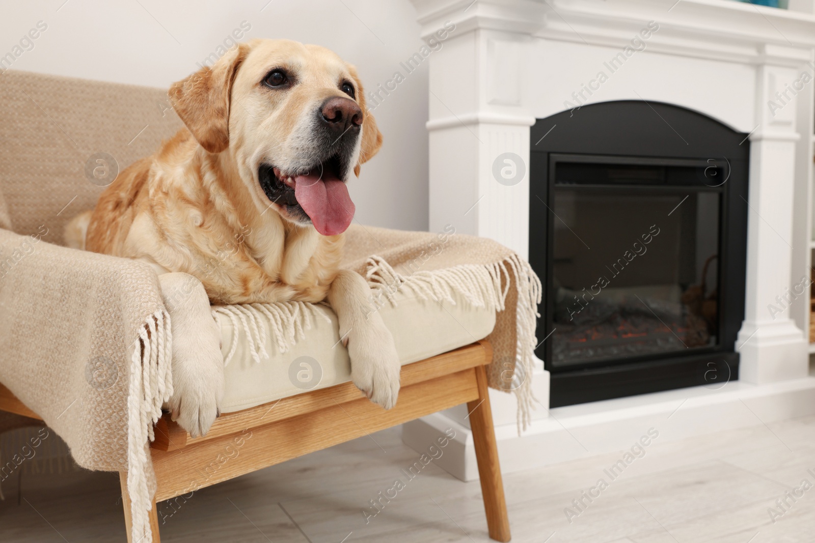 Photo of Cute Labrador Retriever resting on cozy armchair in room