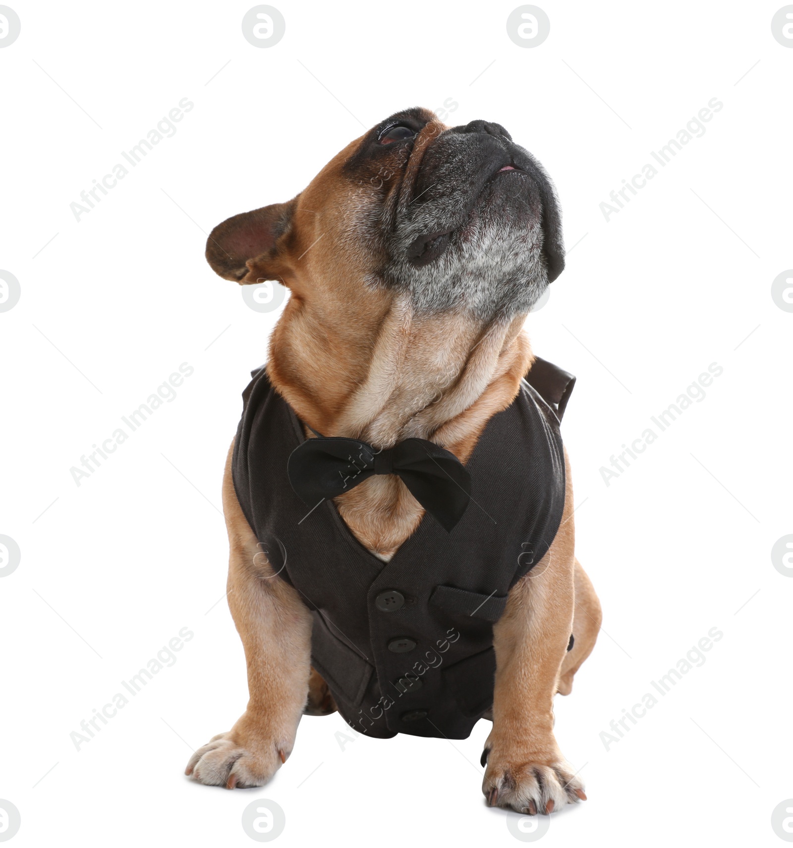 Photo of Funny French bulldog in elegant vest on white background