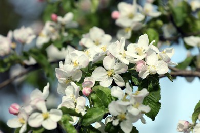 Closeup view of blossoming quince tree outdoors