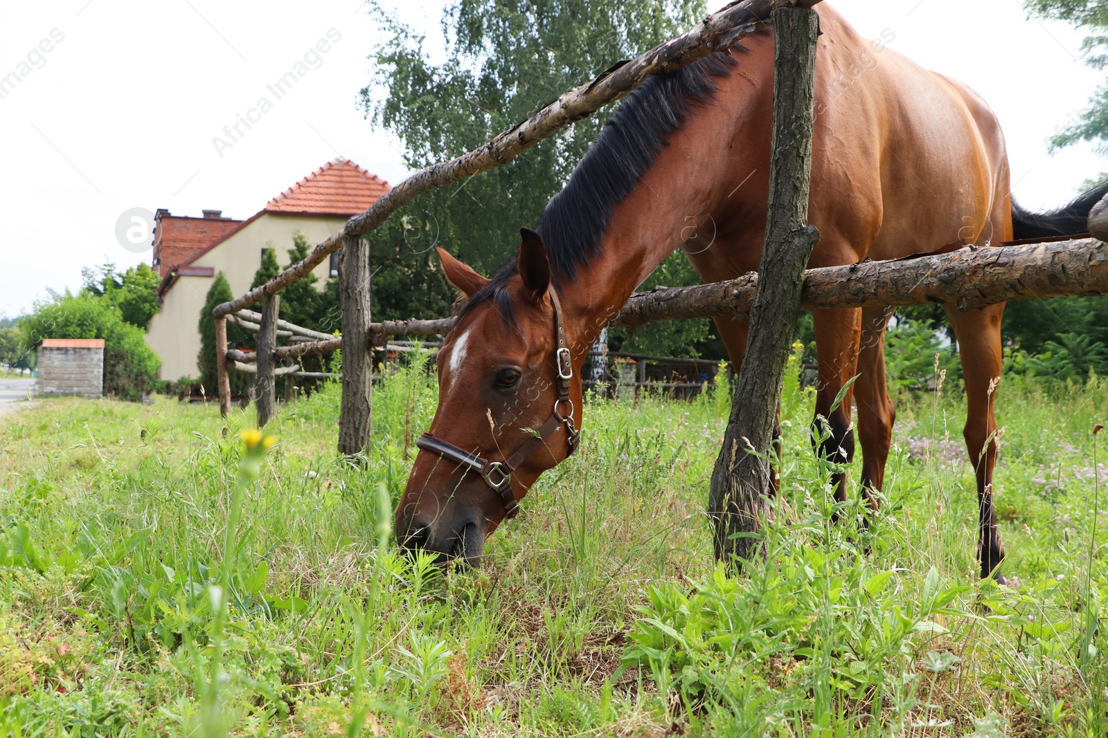 Photo of Beautiful horse grazing on green grass in paddock outdoors