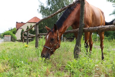 Photo of Beautiful horse grazing on green grass in paddock outdoors