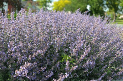 Beautiful blooming lavender plants in park outdoors