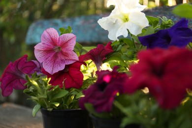 Photo of Beautiful petunia flowers in plant pots outdoors, closeup