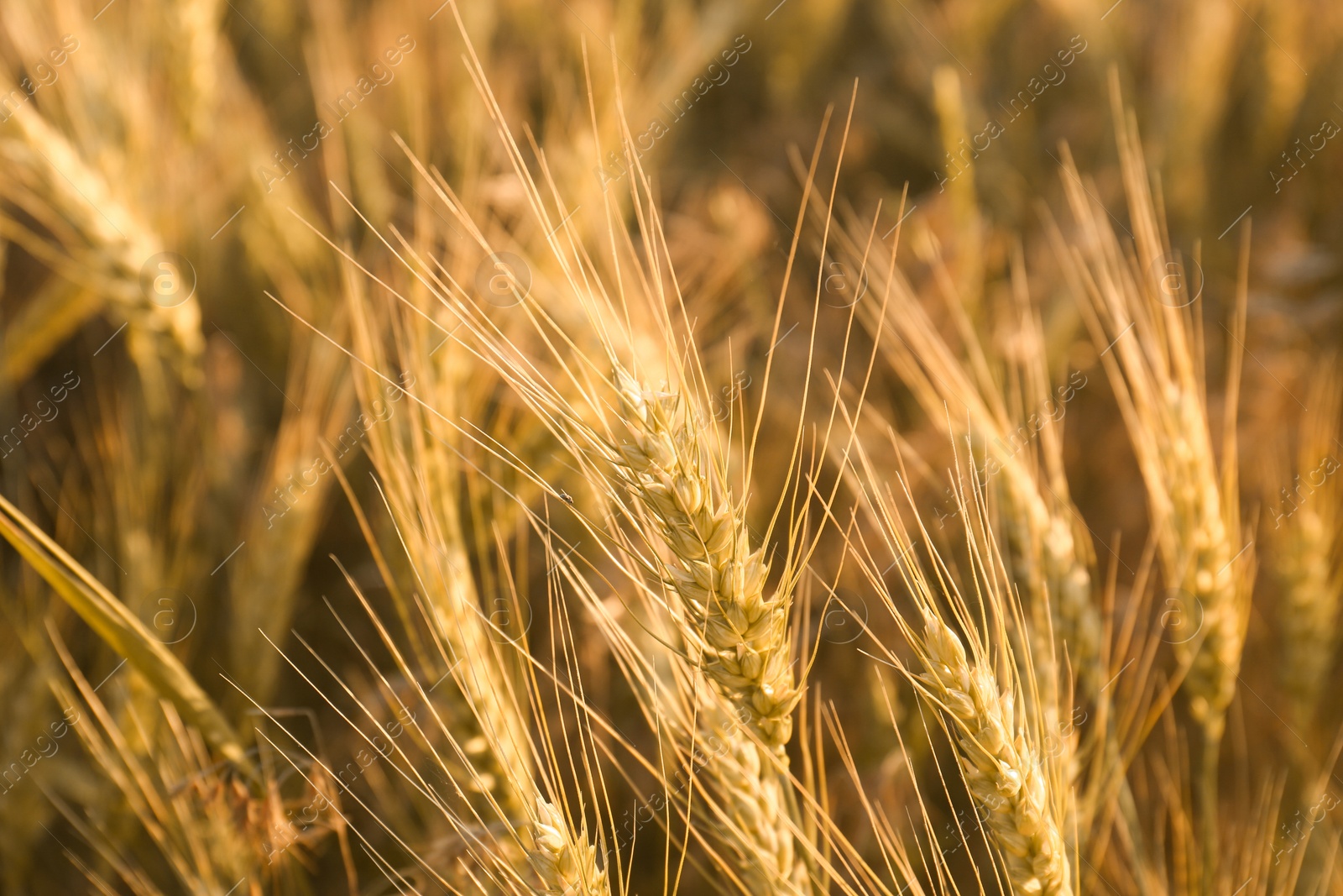 Photo of Beautiful agricultural field with ripening wheat, closeup