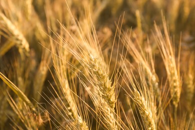 Beautiful agricultural field with ripening wheat, closeup