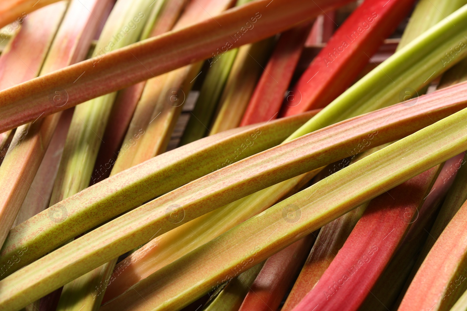 Photo of Many ripe rhubarb stalks as background, closeup