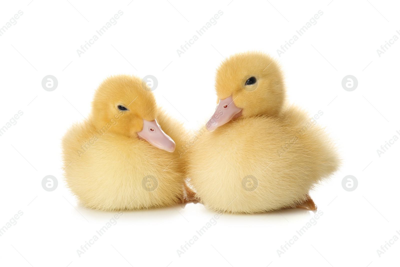 Photo of Cute fluffy goslings on white background. Farm animals