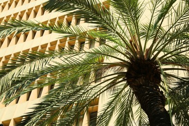 Palm tree near building in city, low angle view