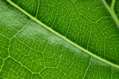 Macro photo of green leaf as background