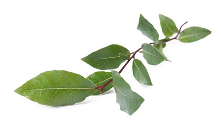 Photo of Branch of fresh bay leaves on white background