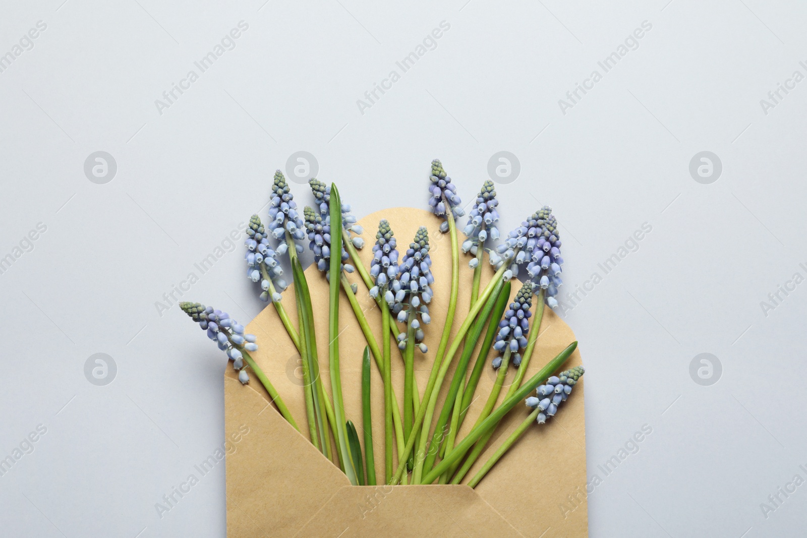 Photo of Envelope with beautiful spring muscari flowers on grey background, top view