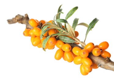 Sea buckthorn branch with ripe berries and leaves on white background