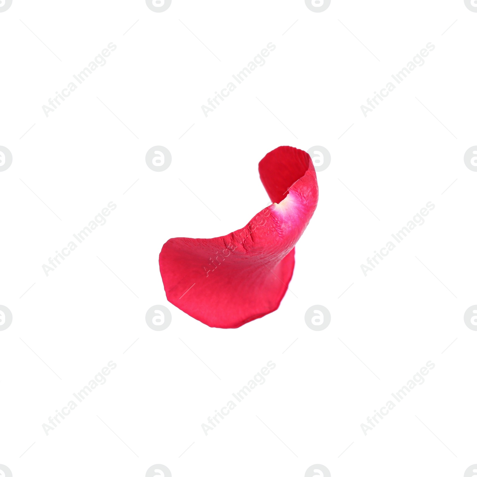 Photo of Tender red rose petal isolated on white