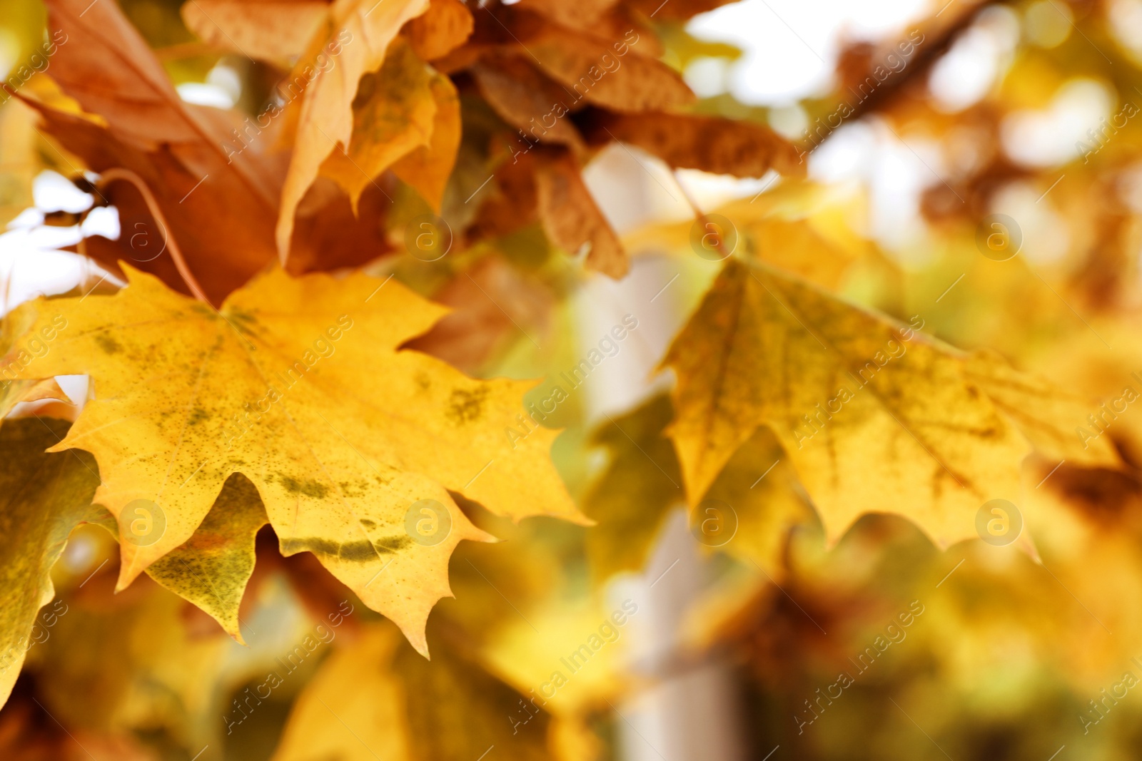 Photo of Tree with bright leaves outdoors on autumn day