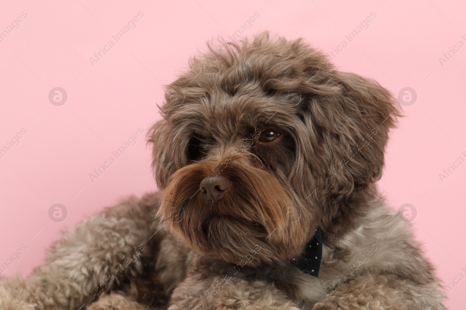 Photo of Cute Maltipoo dog on pink background. Lovely pet