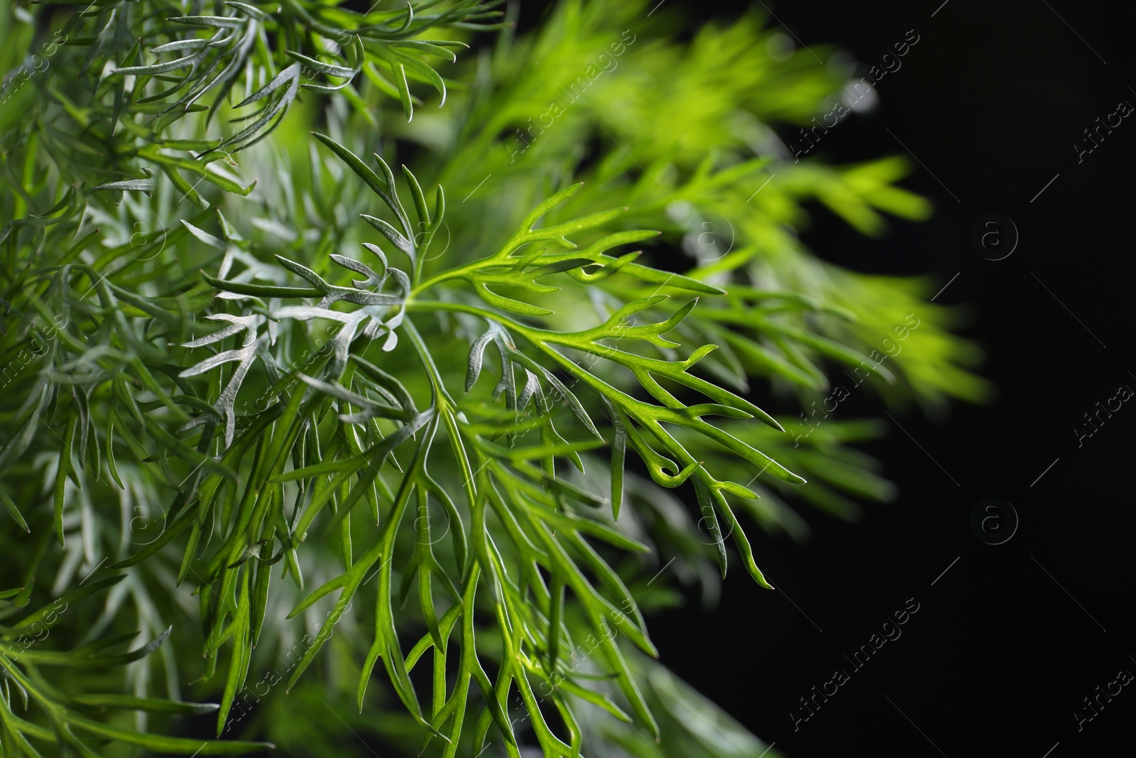 Photo of Sprigs of fresh dill on black background, closeup