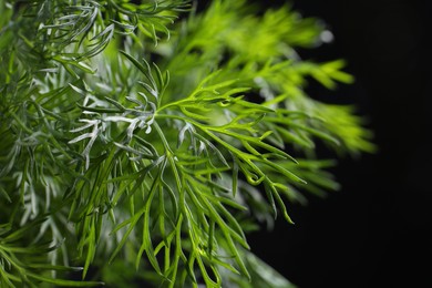 Sprigs of fresh dill on black background, closeup