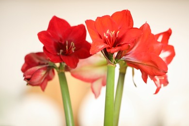 Photo of Beautiful red amaryllis flowers on blurred background, closeup