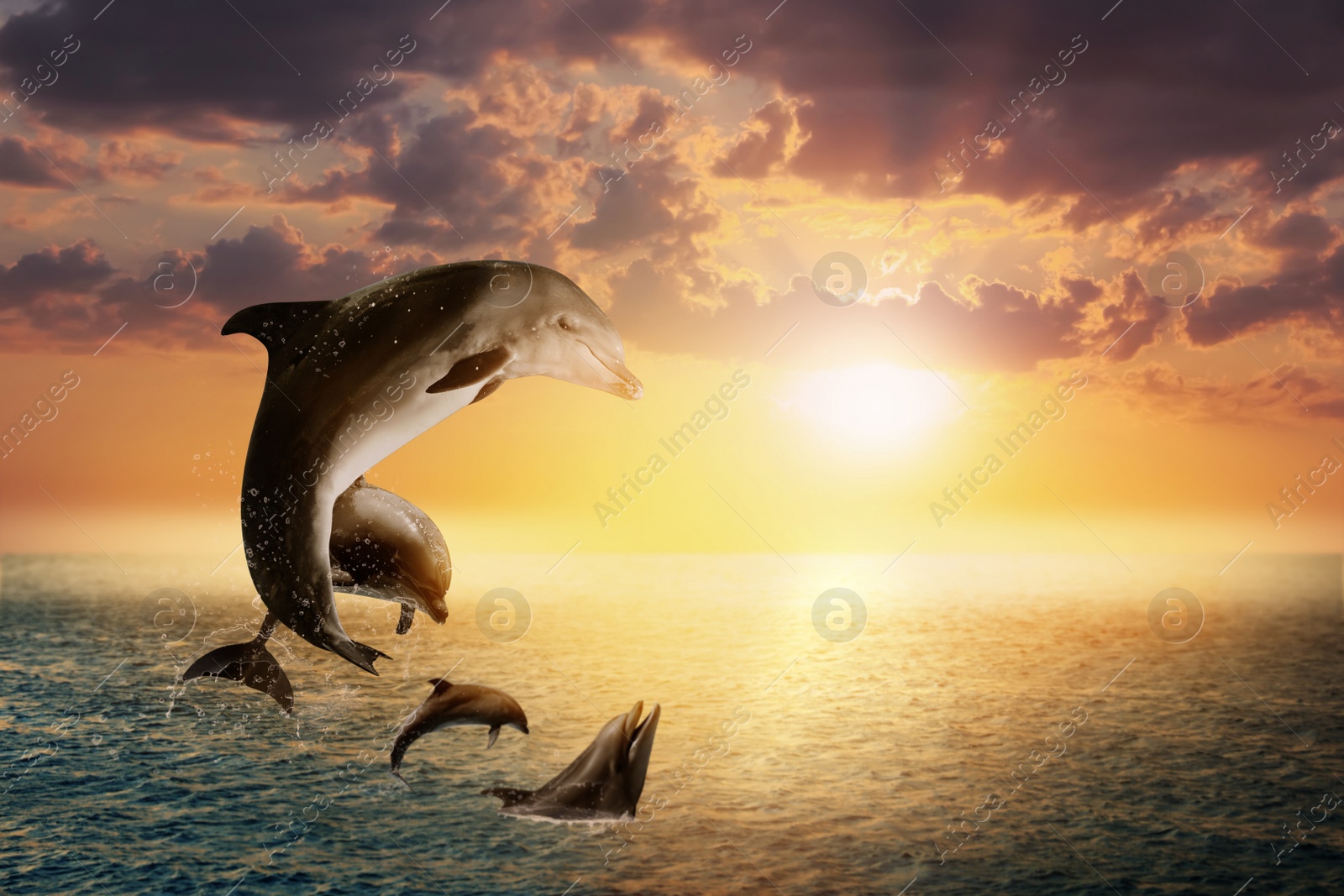 Image of Beautiful bottlenose dolphins jumping out of sea at sunset 