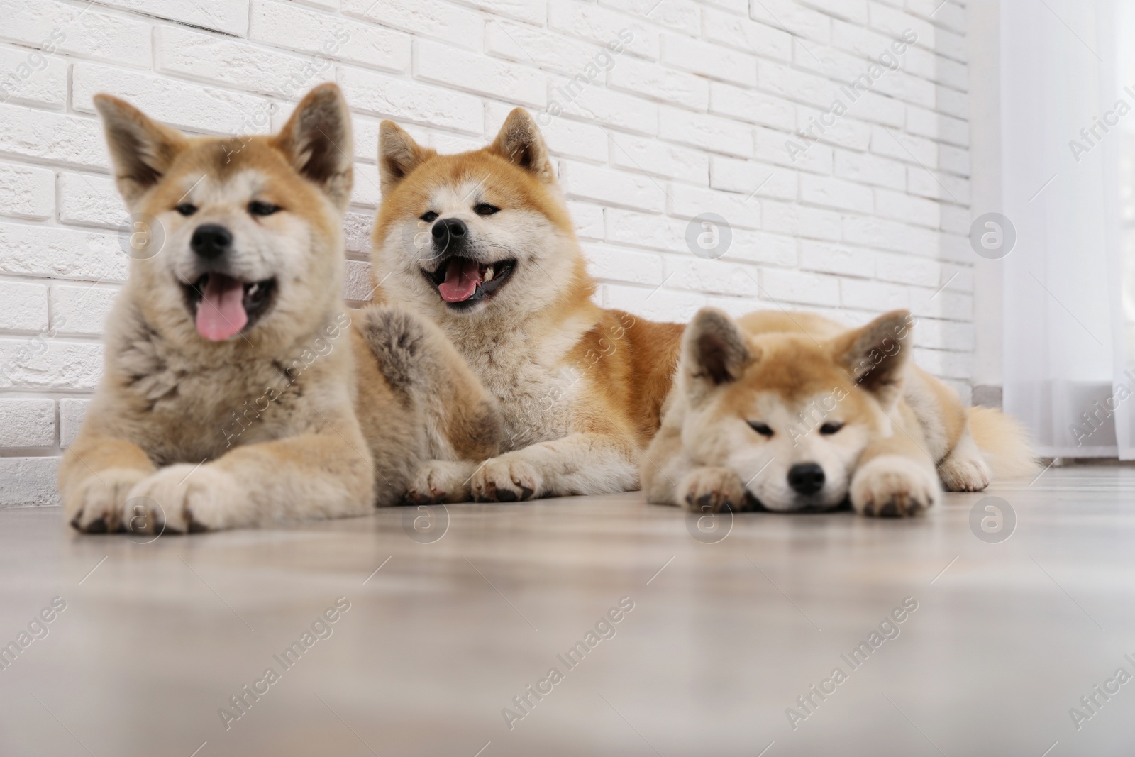 Photo of Adorable Akita Inu dog and puppies on floor indoors