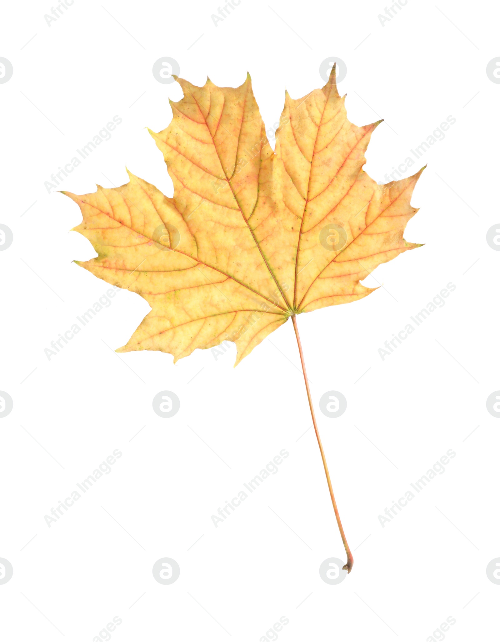 Photo of One maple leaf isolated on white. Autumn season