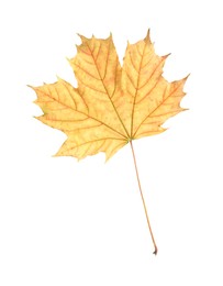 Photo of One maple leaf isolated on white. Autumn season