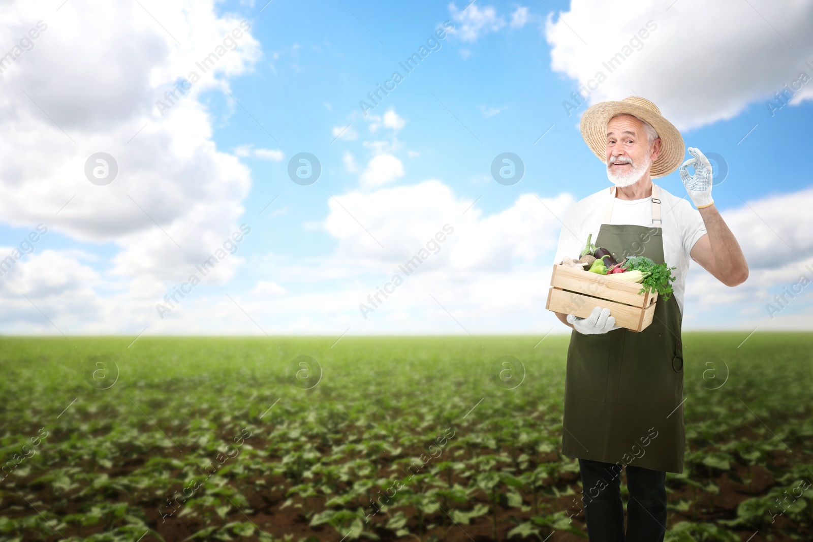 Image of Harvesting season. Farmer holding wooden crate with crop and showing ok gesture in field