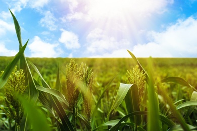 Image of Corn field under beautiful sky with clouds on sunny day